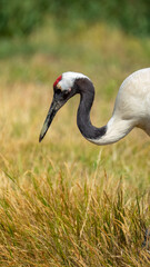 Obraz premium Red crowned crane hunting for food amidst blurry reeds