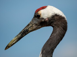 Obraz premium Red crowned crane (mid-neck-up) against a blue sky