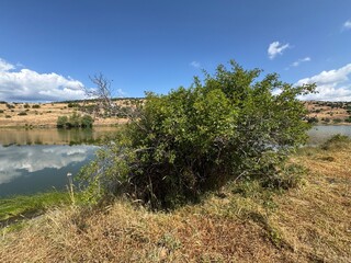 Fototapeta premium Dog rose (Rosa canina) shrub and unripe fruits standing on a dry, grassy lake bank, overlooking calm waters with sky reflections and arid rolling hills under a bright blue sky with light clouds.