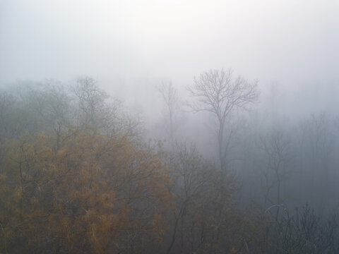 Atmospheric drone photograph capturing bare tree silhouettes in a dense mist and thick fog, creating a moody, mysterious woodland landscape.
