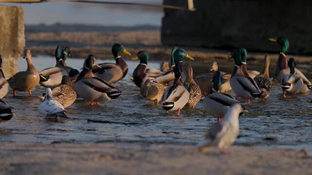 Flock of wild mallard ducks standing and swimming in shallow lake water near ice edge under warm golden sunset light with bridge support pillars in background