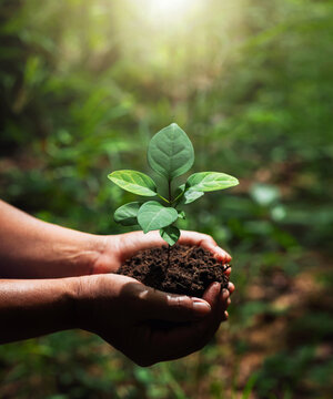 Soft sunlight bathes a delicate young plant