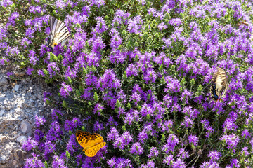 Butterflies collecting nectar on purple flowers in Corfu © Barosanu