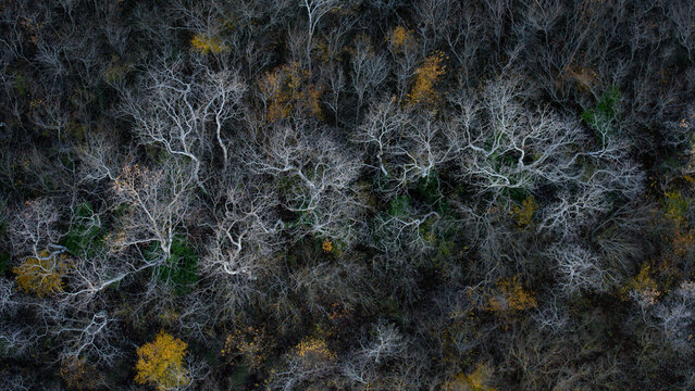 Winter forest canopy showing bare trees and autumn colors