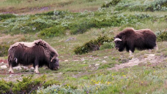 Musk oxen roaming in Dovrefjell National Park, Norway