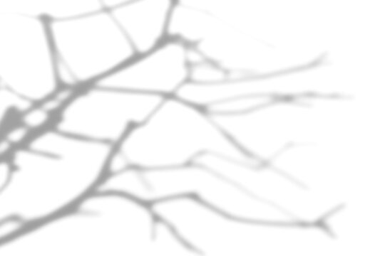 Dried branch shade shadow png