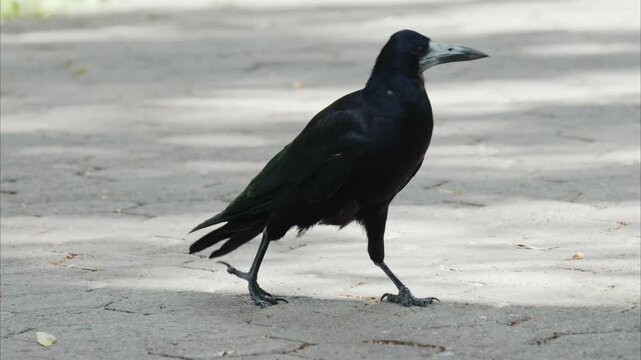 Black rook walking slowly on paved path in urban park during sunny day.