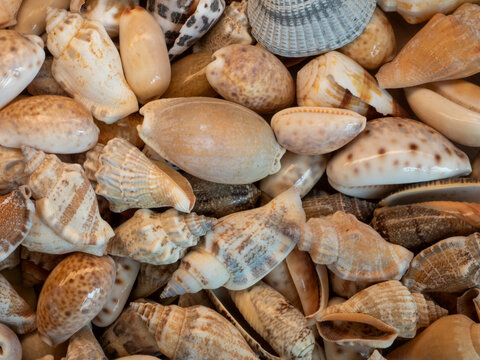 cowrie shells forming a background, ocasional other shell mixed in. ethically obtained.