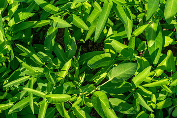 Fototapeta premium Fresh Water Spinach (Ipomoea aquatica) Leaves in Warm Afternoon Sunlight&nbsp;for Agriculture, Organic Food, and Nature Concepts.