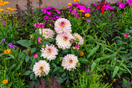 Beautiful mixed ornamental flower bed featuring pale pink decorative dahlias (Dahlia &times; pinnata) in full bloom surrounded by vibrant garden flowers