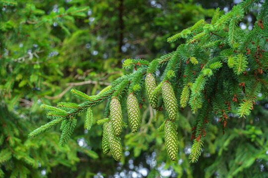 Fresh green spruce cones hanging from evergreen branches in a lush forest. Close-up nature background highlighting healthy conifer growth, biodiversity, and seasonal development