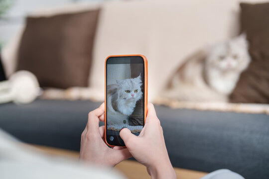 Cropped hands taking photo of cat with smartphone for pet photography