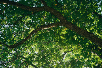 Fototapeta premium Low angle view looking up through the branches and leaves