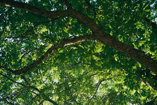 Low angle view looking up through the branches and leaves