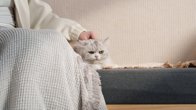 Cropped hand stroking cute fluffy cat on sofa for pet care concept