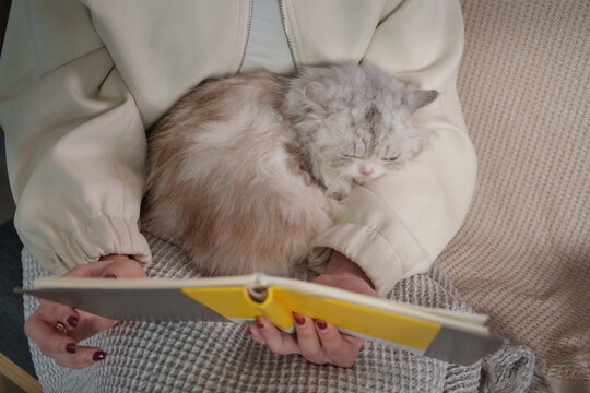 Cropped shot of cute fluffy cat sleeping on lap while person holds notebook at home
