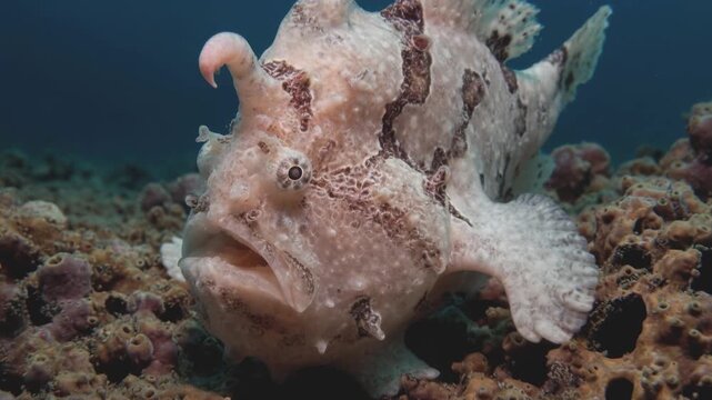 a frogfish underwater with camouflage skin sitting on coral reef in the ocean
