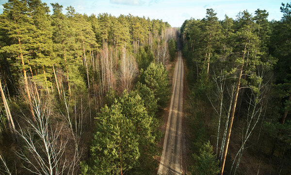 Aerial view of a straight dirt road cutting through a dense pine forest with tall evergreen trees and scattered birch trees in Byerazino, Minsk Region, Belarus.