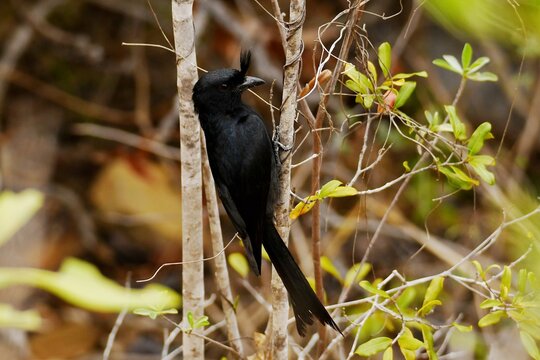 Crested drongo (Dicrurus forficatus forficatus) holding on to a branch at Andrafiamena-Andavakoera Protected Area, northern Madagascar