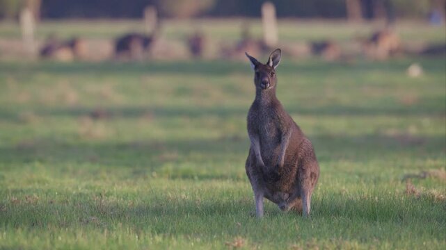 Kangaroo turns its head to face the camera in warm early‑morning light with background kangaroos and soft fog. Filmed in Western Australia grassland.