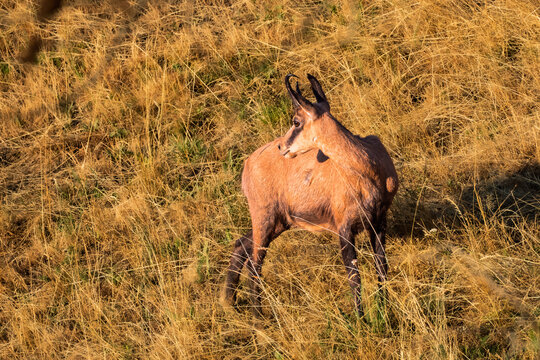 Chamois in the Beaufortain massif in summer