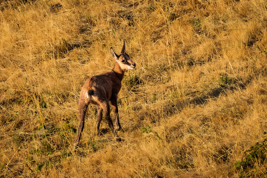 Chamois in the Beaufortain massif in summer
