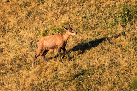 Chamois in the Beaufortain massif in summer