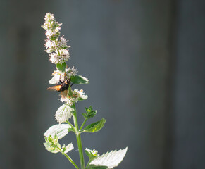Close-up of a flowering mint plant with a wild insect pollinating white blossoms in bright sunlight against a dark background © LemPro Filming Life