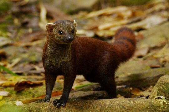 Eastern Ring-tailed vontsira, also known as Eastern Ring-tailed mongoose (Galidia elegans elegans) on the rainforest ground at Marojejy National Park, Madagascar