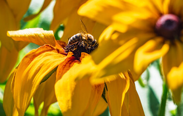 Honey bee collecting nectar on bright yellow coneflower, close up view of bee pollinating blooming rudbeckia in summer garden © LemPro Filming Life
