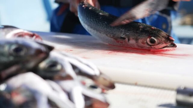 A professional worker uses a sharp knife to clean, slice, and process fresh seafood on a white cutting board aboard a vessel during commercial operations on the open sea