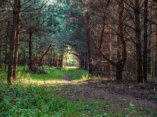 Sunlit dirt path winding through a dense pine forest on a summer day © LemPro Filming Life