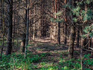 Dense pine forest with sunlight filtering through tree trunks, mystery woodland natural background © LemPro Filming Life