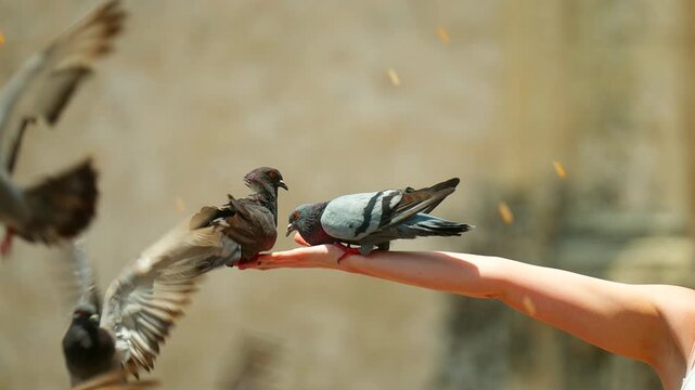 Hand feeding rock pigeons (Columba livia) in square of Cartagena. Profile slowmo