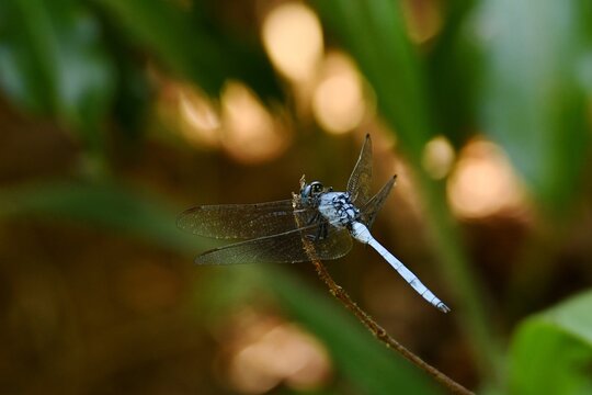 Bold Skimmer (Orthetrum stemmale) resting on a twig at Marojejy National Park, Sava Region, northeastern Madagascar