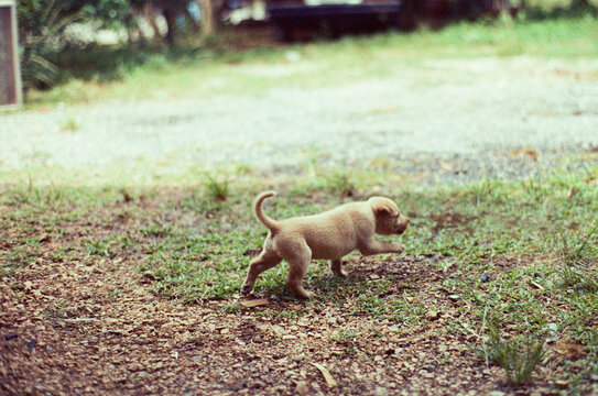 A small puppy joyfully trots across a grassy patch inside a front yard on a sunny day in summer, captured on unedited Kodak VISION3 500T 35mm film with a Nikon FM2