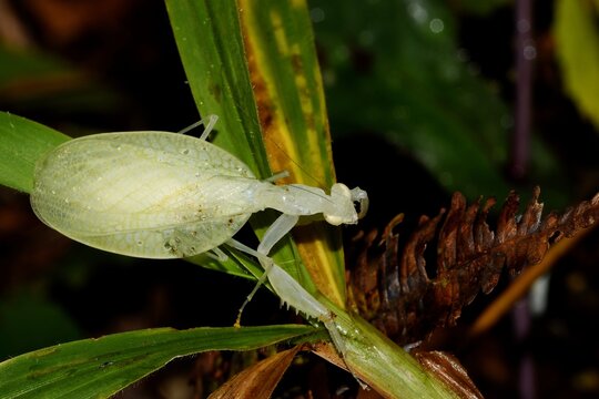 The mantid species Platycalymma annulicornis, which was not scientifically described until 2011, in the rainforest of Marojejy National Park, Sava Region, northeastern Madagascar