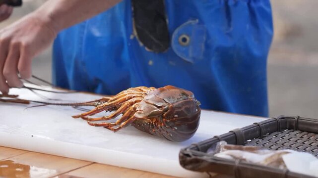 A professional chef carefully unboxes and slices fresh spiny lobsters on a clean white cutting board, cleanly splitting the raw seafood and arranging the halves on a woven tray for culinary preparatio