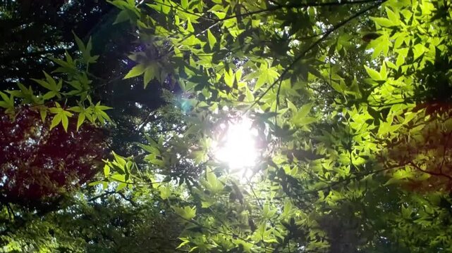 Sunbeams bursting through fresh green maple leaves in lush forest with lens flare in slow motion