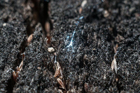 Macro close-up of dark soil and seeds in cracks