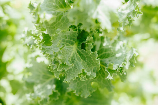 detailed closeup of curly kale leaves, showing textured veins, ruffled edges and soft natural backlight