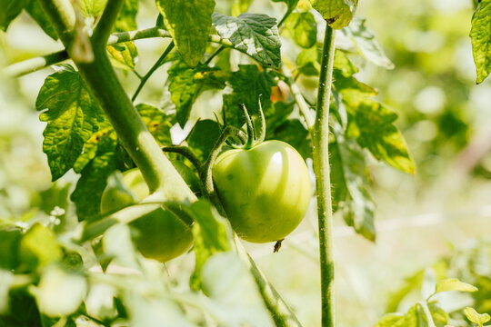 closeup of single unripe tomato hanging on hairy vine among textured green leaves in warm sunlight, with