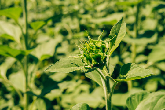 unopened sunflower bud and textured green leaves in warm sunlight, set against soft blurred field background