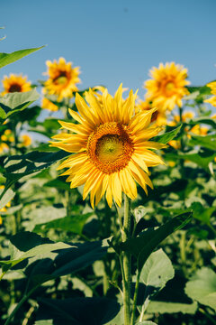 captivating close-up of sunflowers in a vibrant field, showcasing their bright yellow and green hues, perfect.
