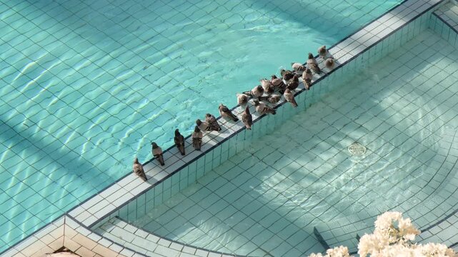 Flock of pigeons sit on partition of swimming pool to cool off on hot sunny day