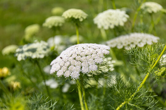 Close-up of white Ammi visnaga, false Queen Anne's lace, flowers blooming in a summer field.