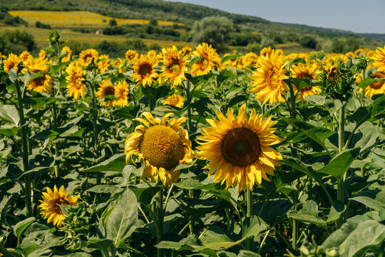 tall sunflowers fill foreground with golden blooms while rolling hills and sky create calm summer scenery
