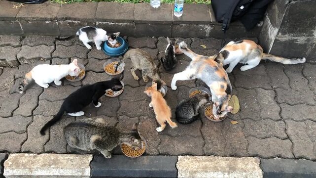 A group of hungry stray kittens and cats eating food on a paved sidewalk.