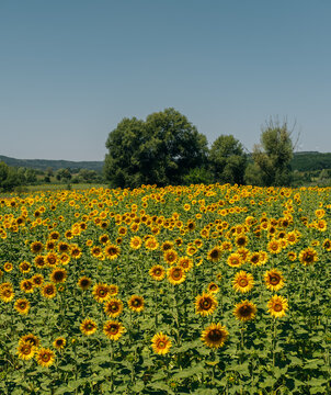a peaceful scene of sunflowers blooming in a field surrounded by trees and hills, bathed in bright yellow.