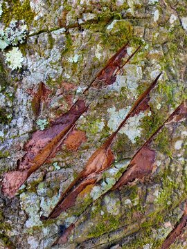 Mossy tree bark with deep red scars